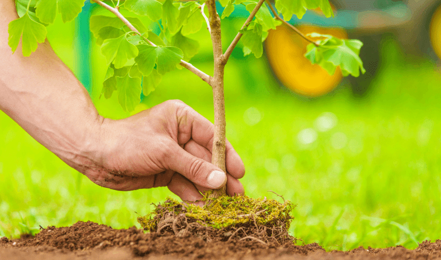 Tree Planting